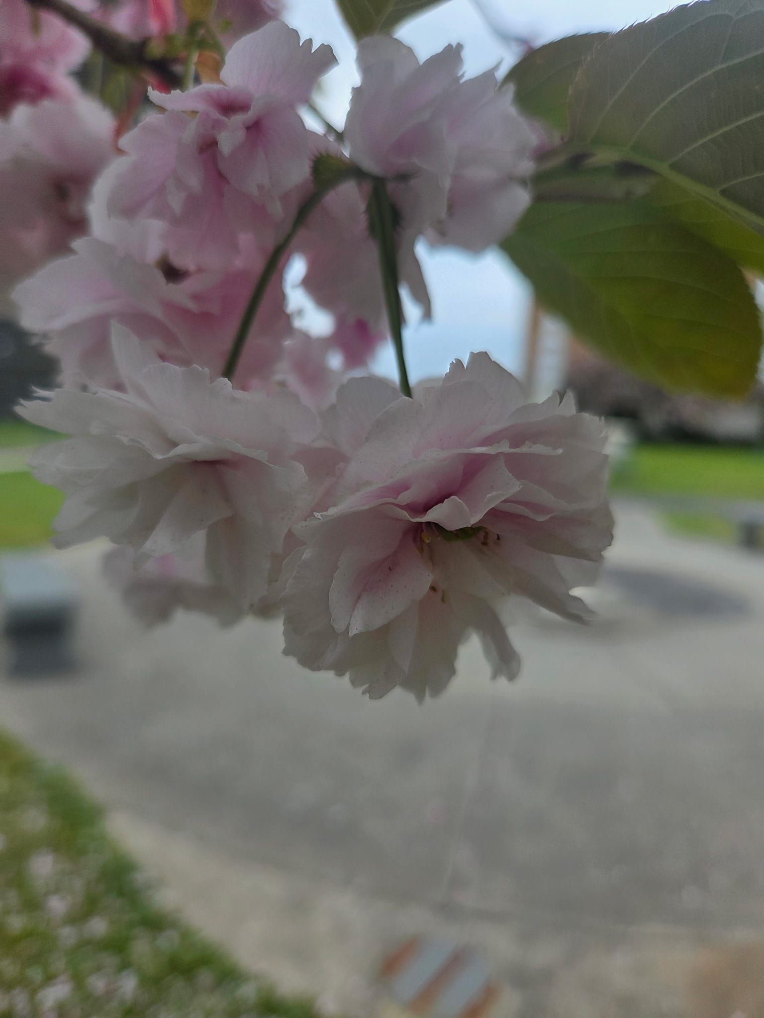 Pink cherry blossoms outside the restaurant