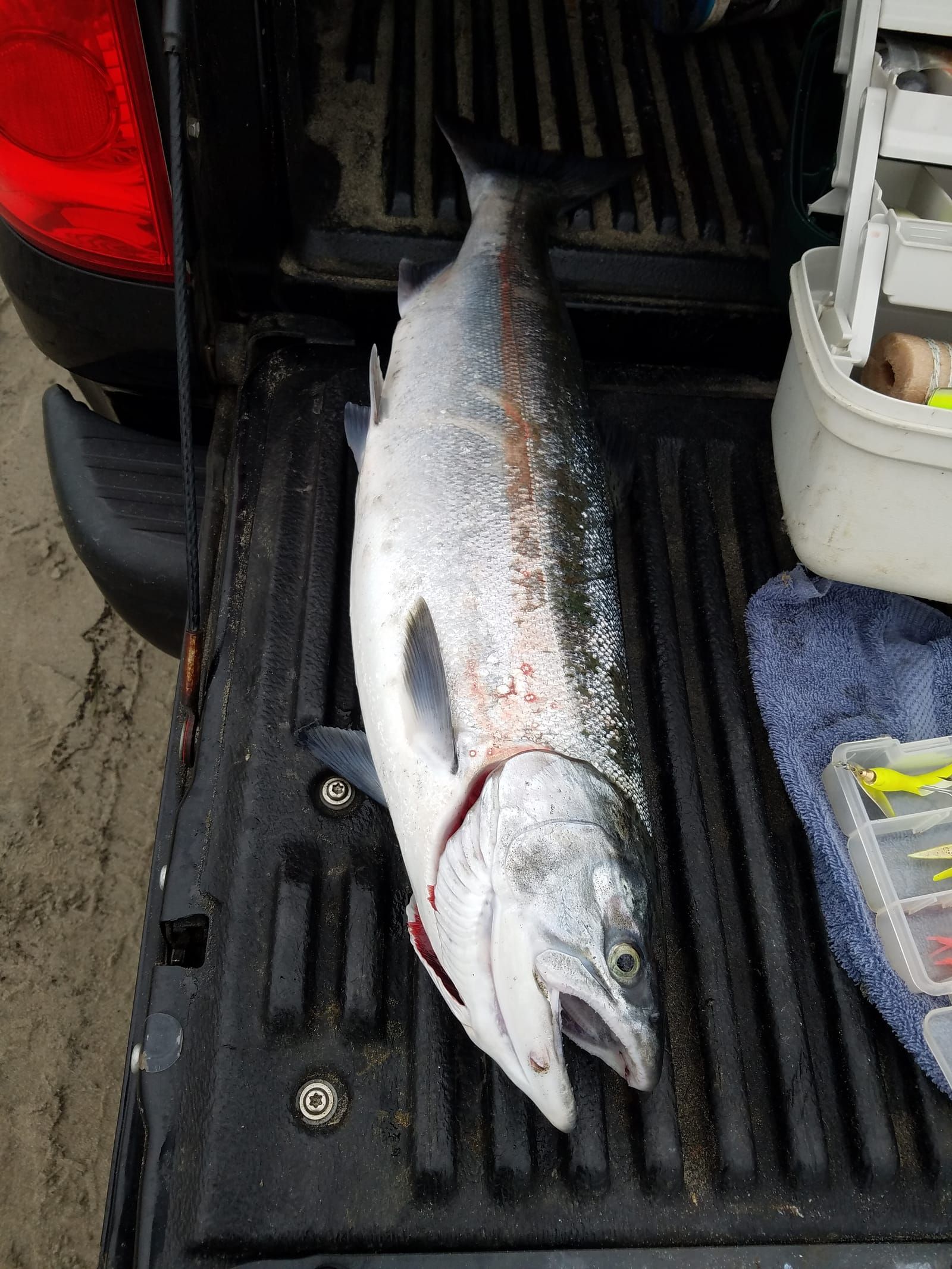 A fresh whole salmon on a truck tailgate